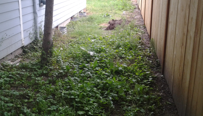 Overgrown side yard