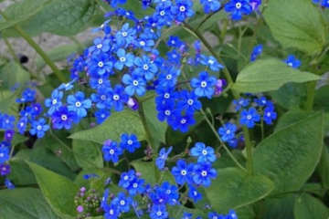 Horticulture